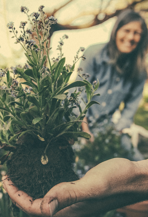 Person holding a plant with someone behind it out of focus.